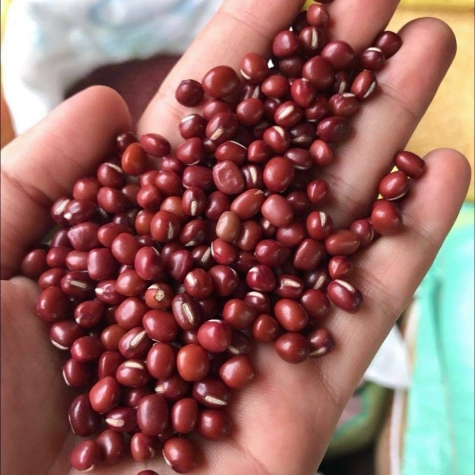 ĐẬU ĐỎ HẠT